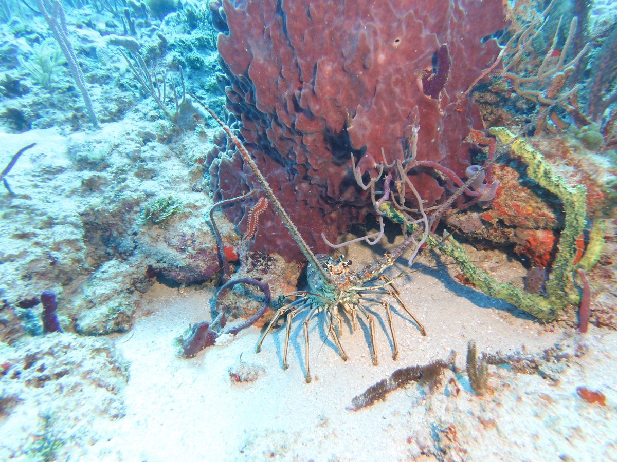 Spiny lobster