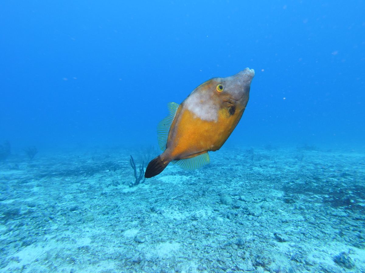 Whitespotted filefish