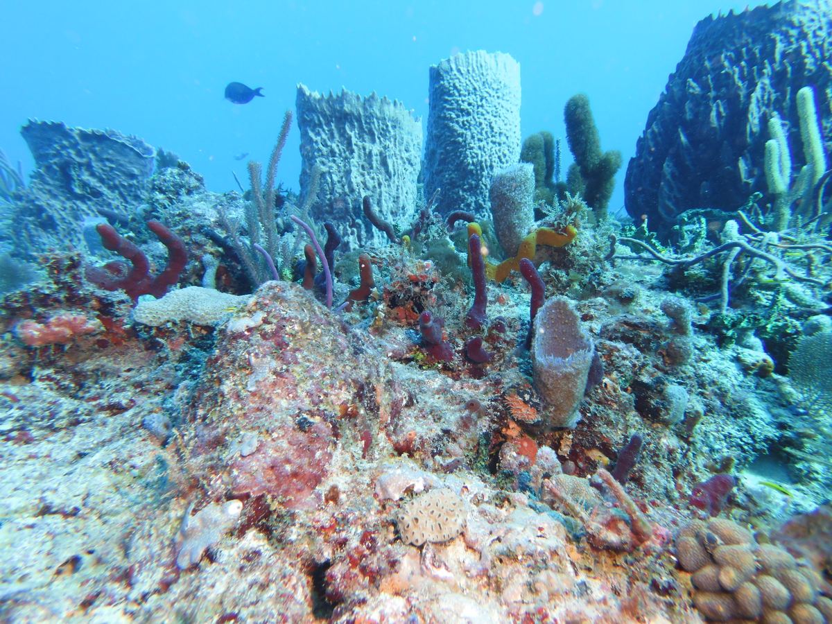 Barrel sponges