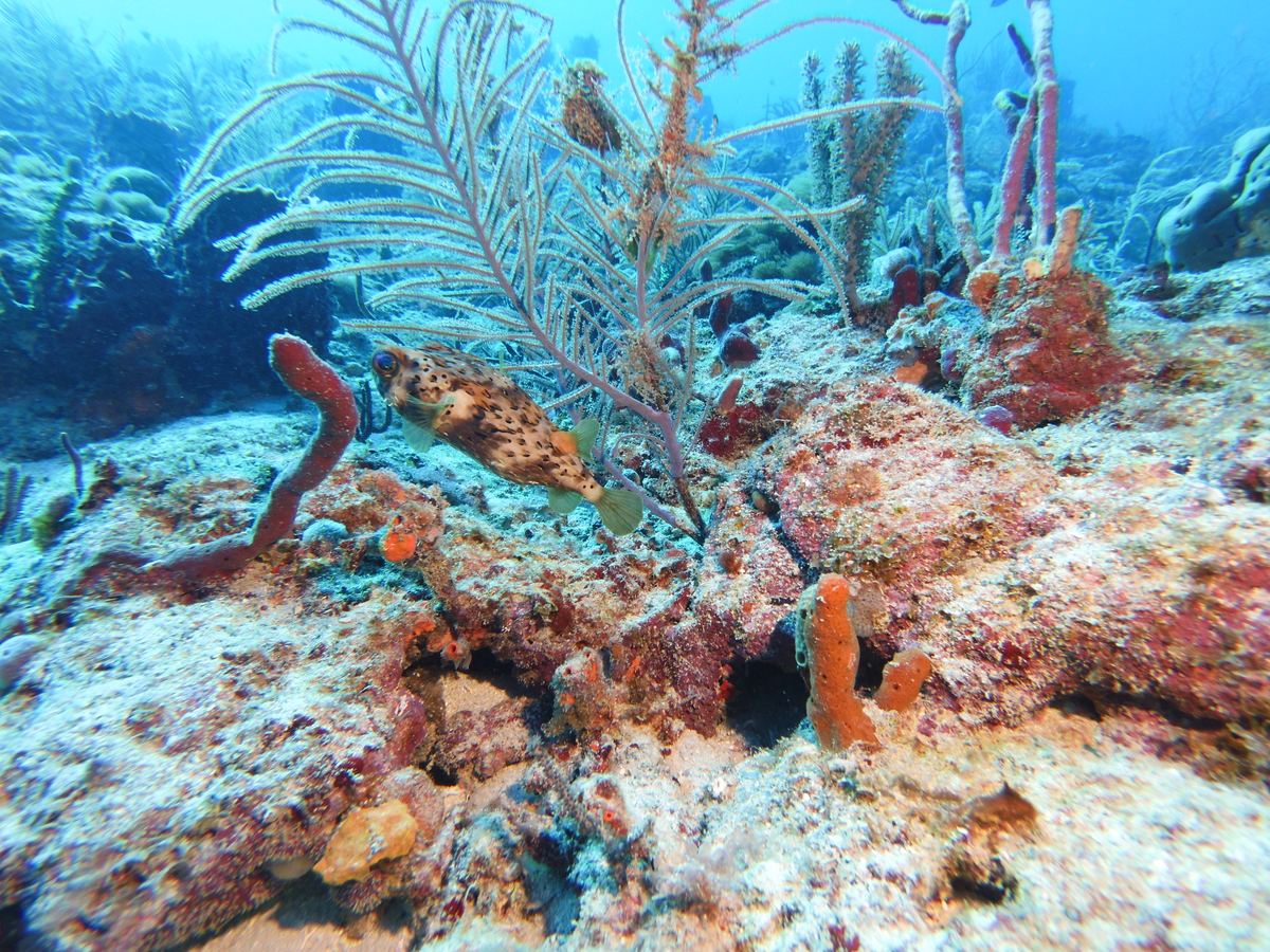 Porcupinefish