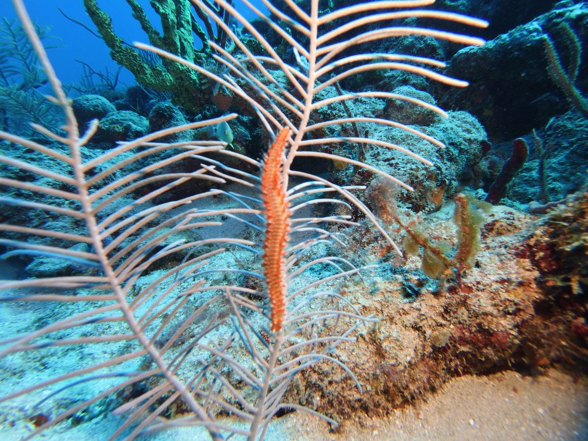 Sea plume · brittle star