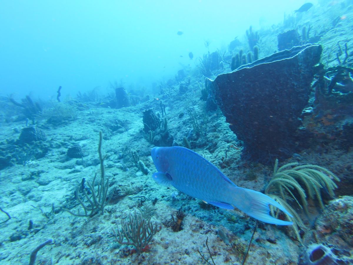 Parrotfish swimming past a barrel sponge
