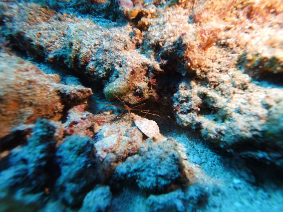 Lionfish among red rope sponges