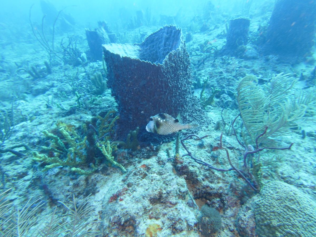 Spotted pufferfish next to fan coral