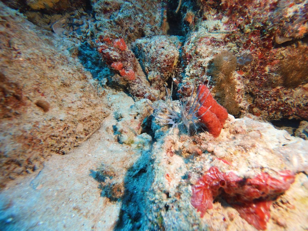 Small reef fish among red sponges