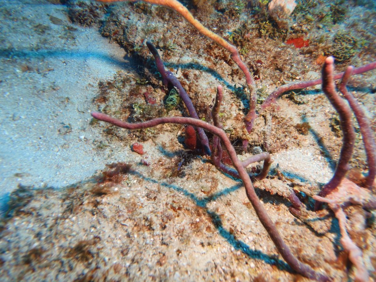 Rope sponges on the sandy bottom